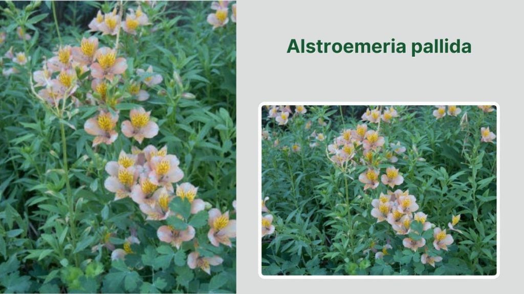Alstroemeria pallida