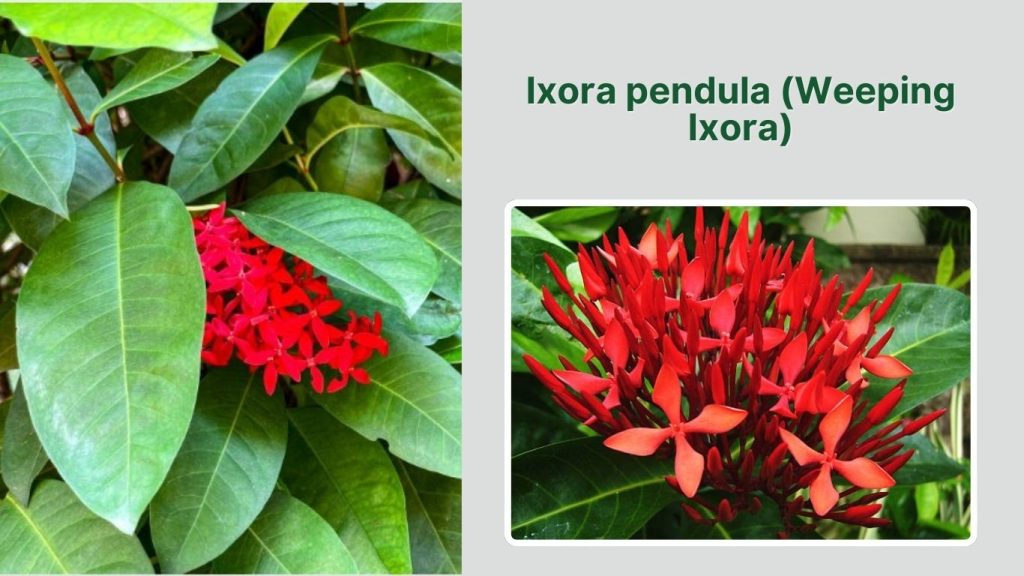 Ixora pendula (Weeping Ixora)