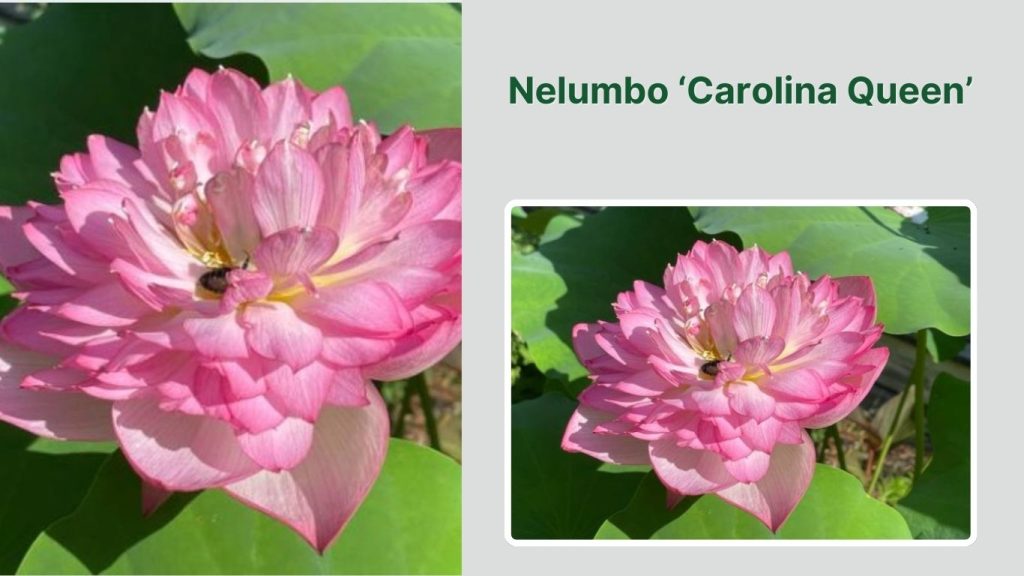 Nelumbo ‘Carolina Queen’