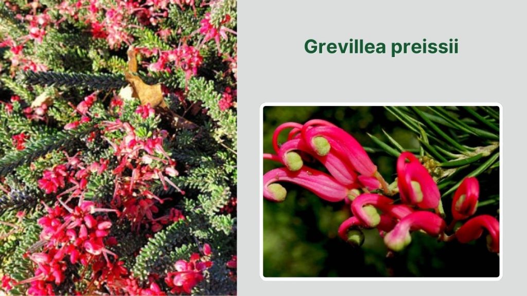  Grevillea preissii
