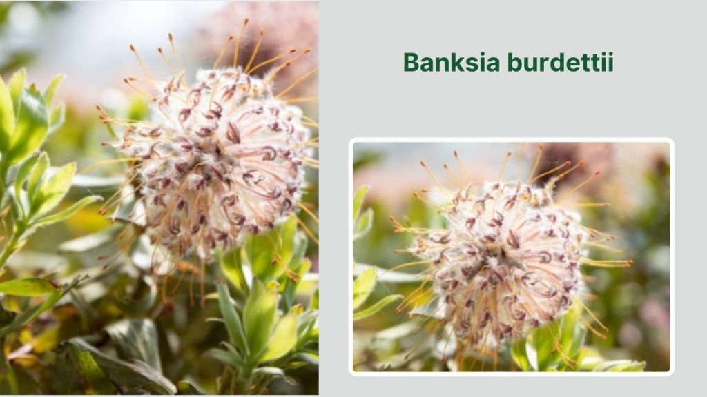 Banksia burdettii 