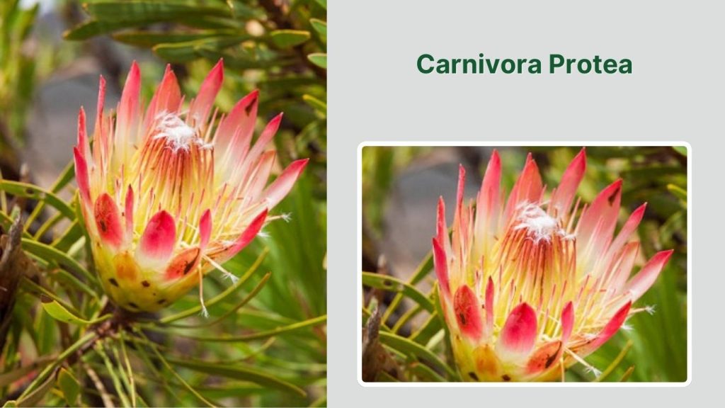 Carnivora Protea