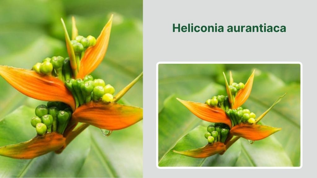 Heliconia aurantiaca