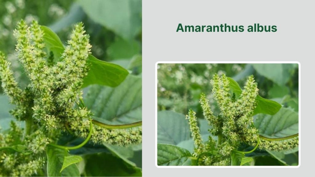 Amaranthus albus