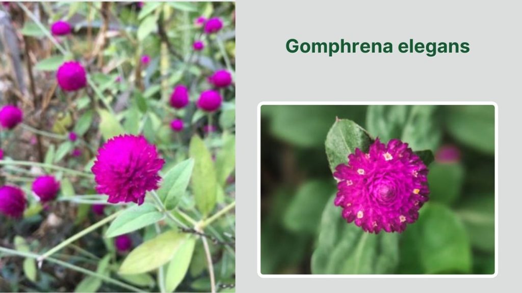 Gomphrena elegans