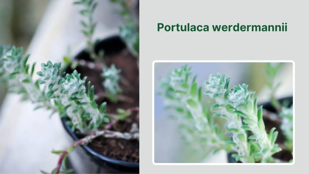 Portulaca werdermannii 
