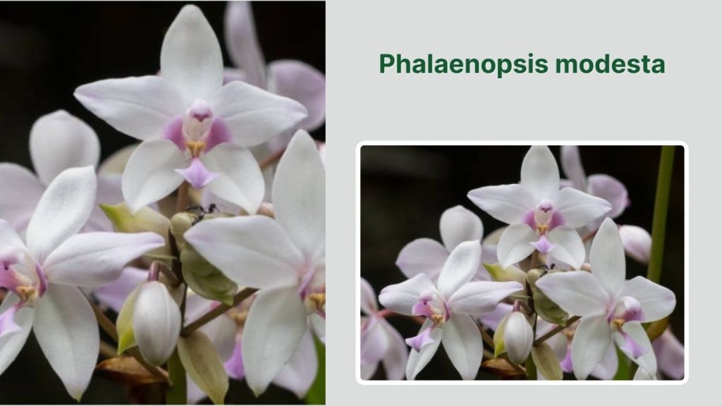 Phalaenopsis modesta