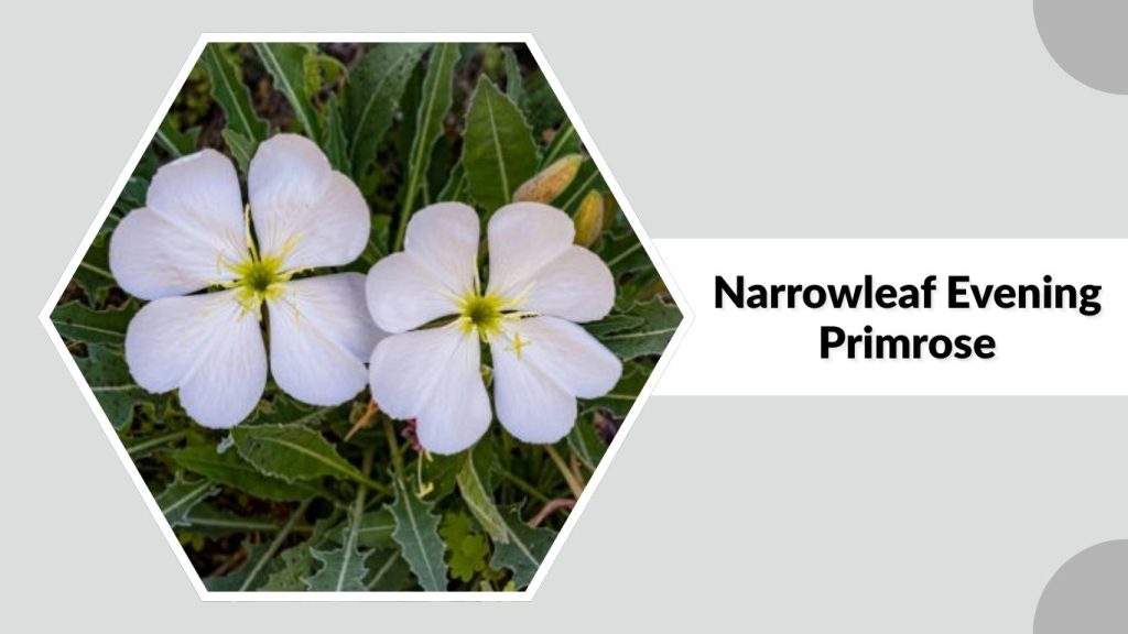 Narrowleaf Evening Primrose