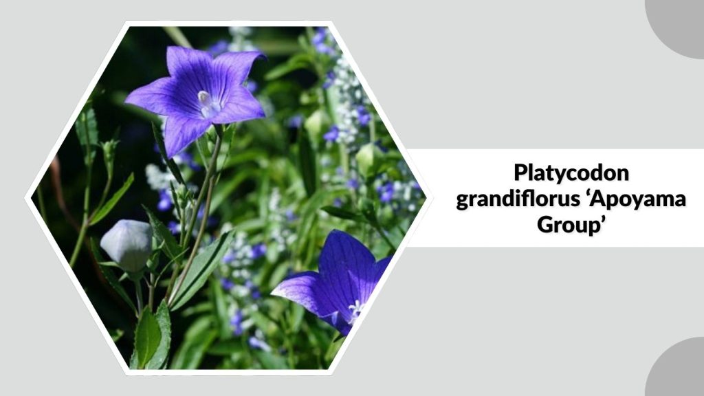 Platycodon grandiflorus ‘Apoyama Group’