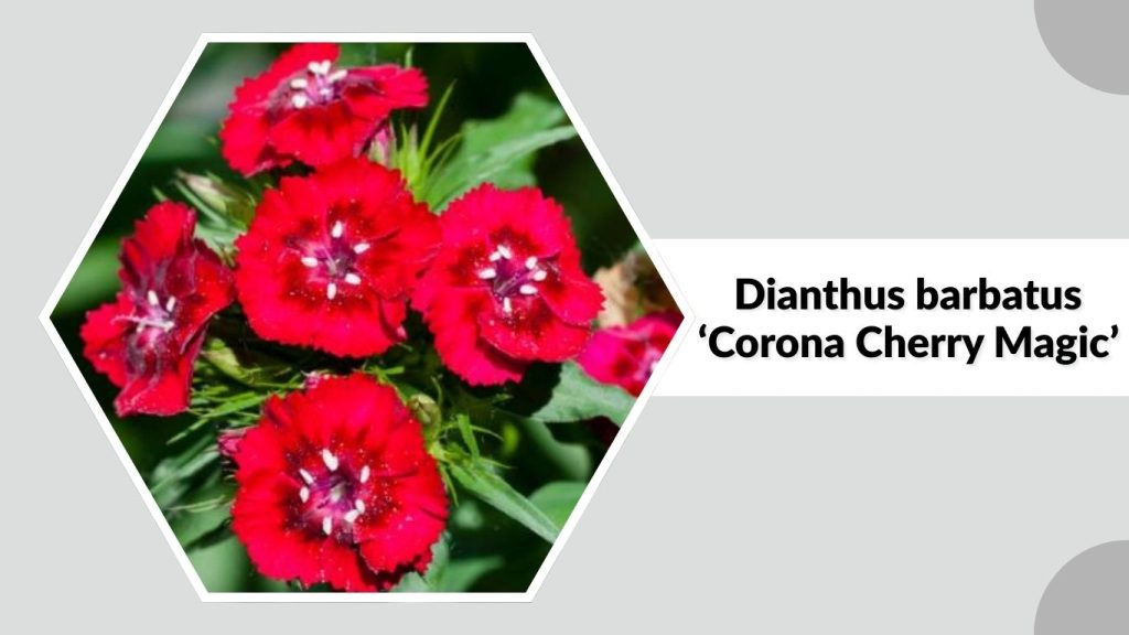 Dianthus barbatus ‘Corona Cherry Magic’