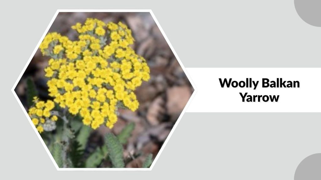 Woolly Balkan Yarrow