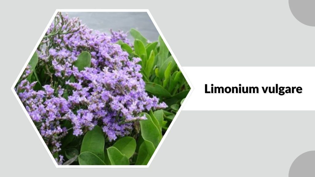 Limonium vulgare