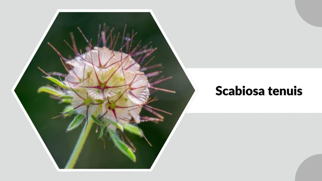 Scabiosa tenuis