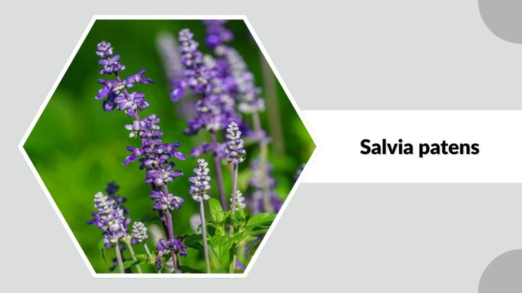 Salvia patens