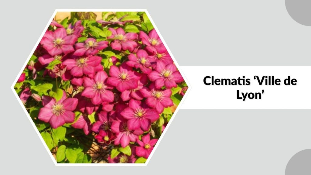 Clematis ‘Ville de Lyon’