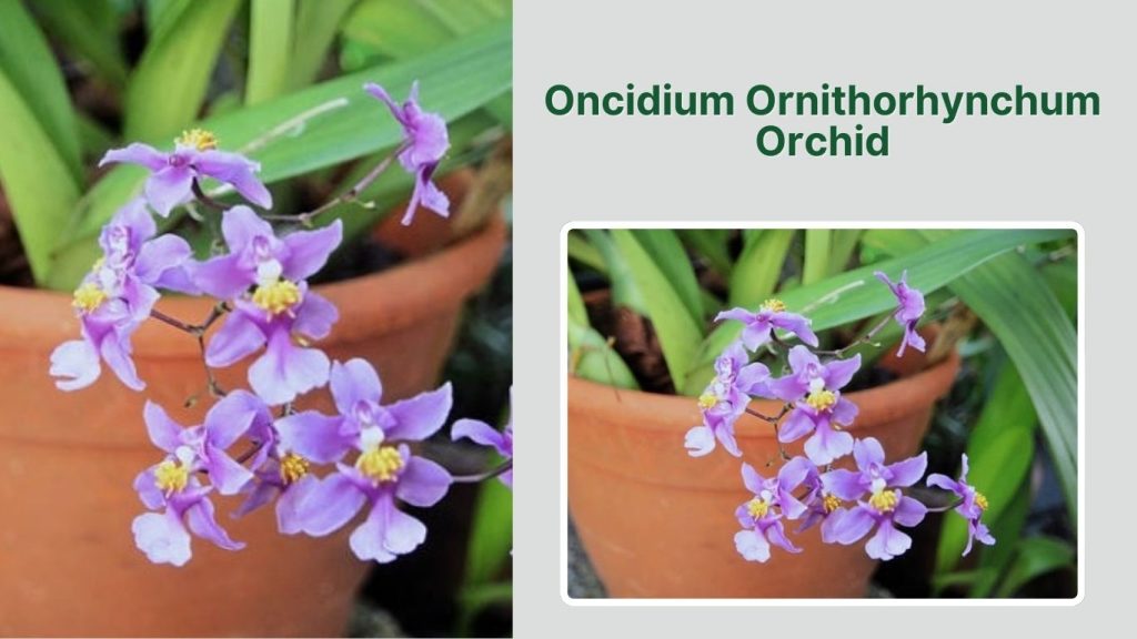 Oncidium Ornithorhynchum Orchid