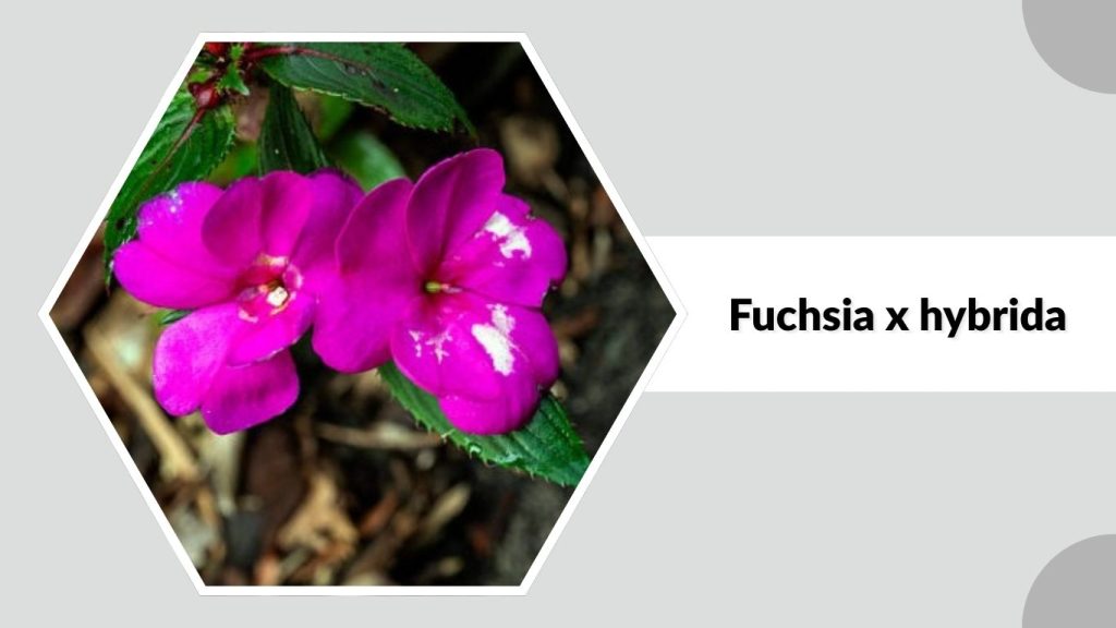 Fuchsia x hybrida