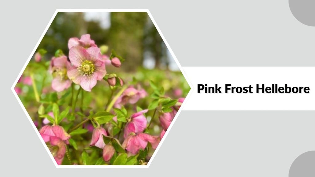 Pink Frost Hellebore