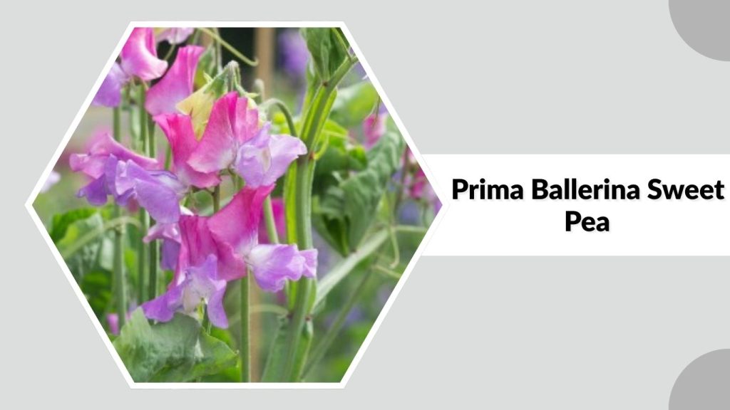  Prima Ballerina Sweet Pea