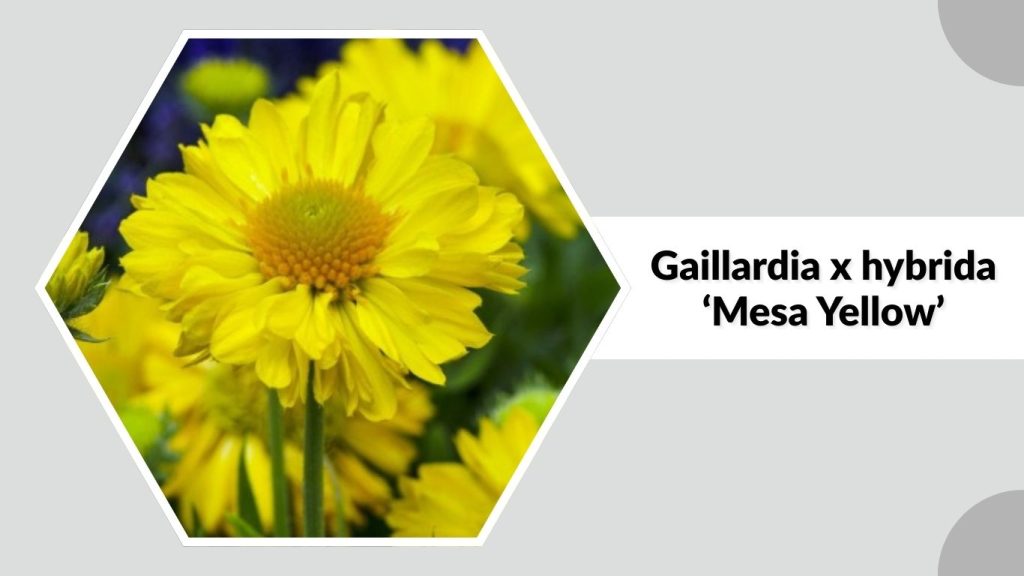 Gaillardia x hybrida ‘Mesa Yellow’