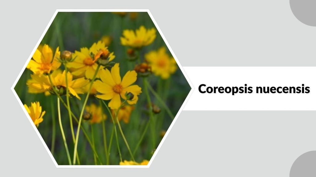 Coreopsis nuecensis