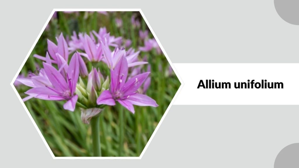 Allium unifolium