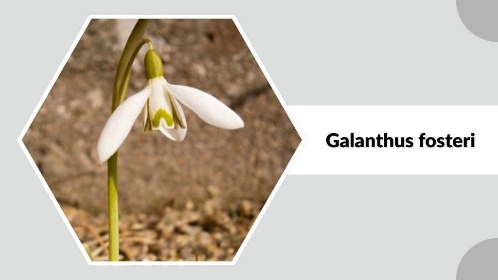Galanthus fosteri
