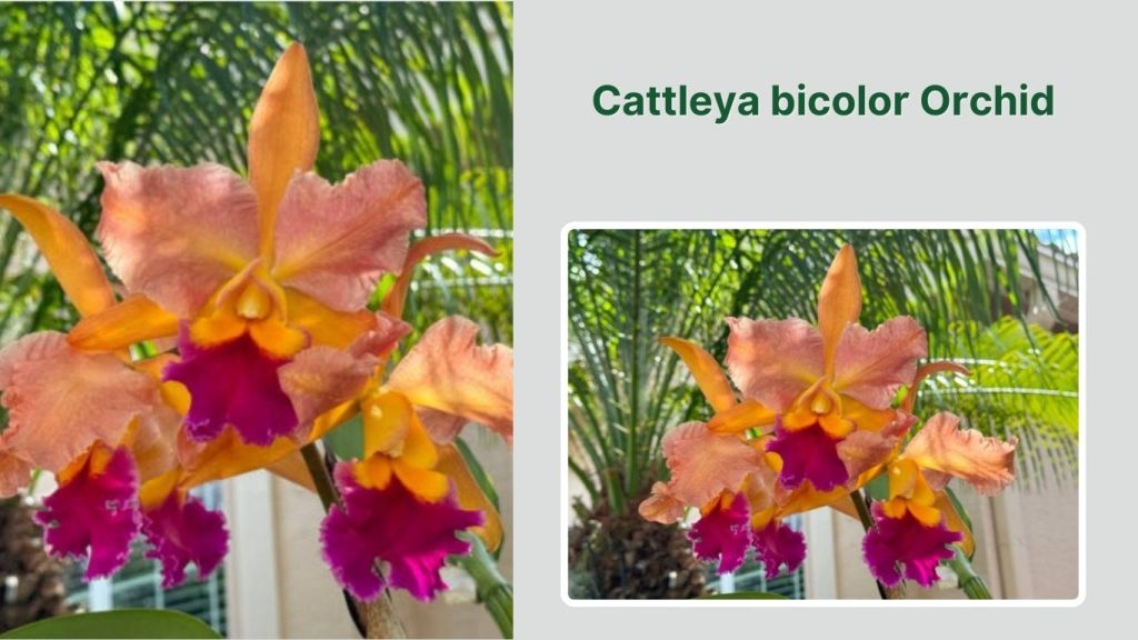 Cattleya bicolor Orchid