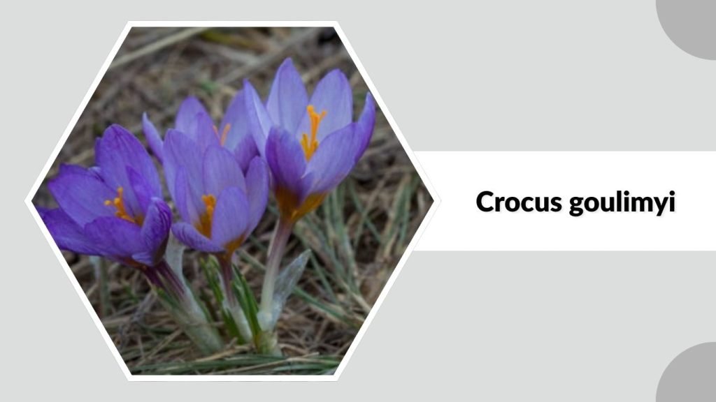 Crocus goulimyi
