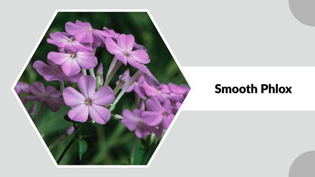 Smooth Phlox