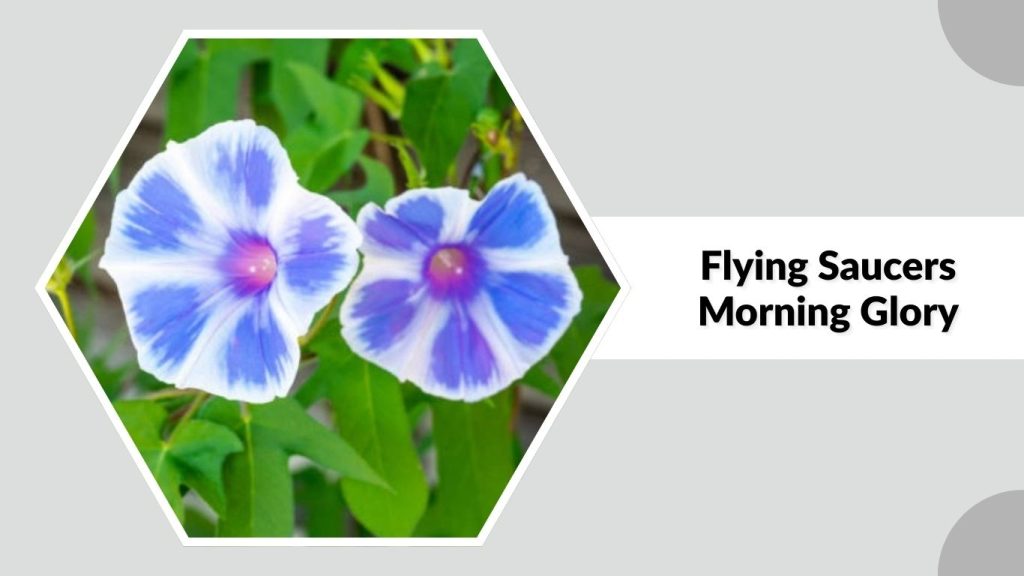  Flying Saucers Morning Glory