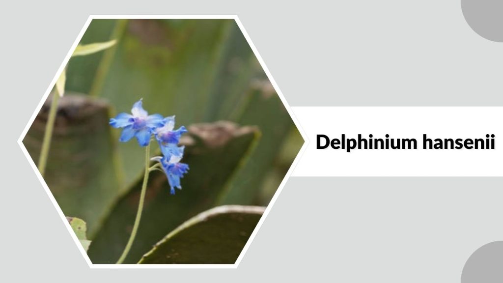  Delphinium hansenii