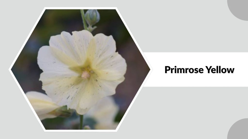  Alcea rosea ‘Primrose Yellow’