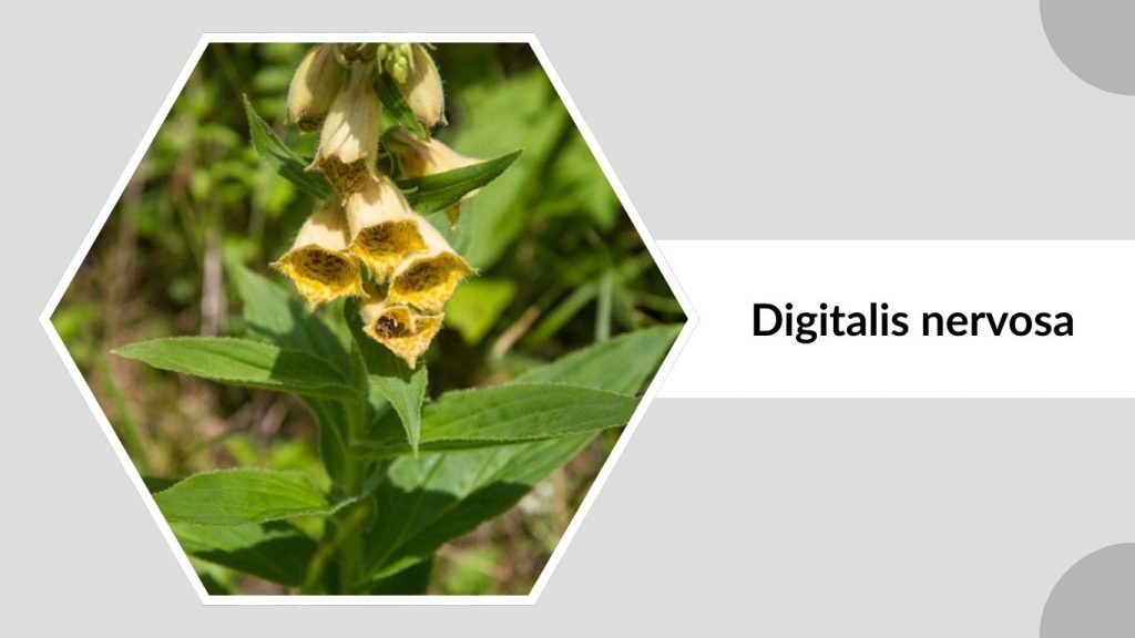 Digitalis nervosa