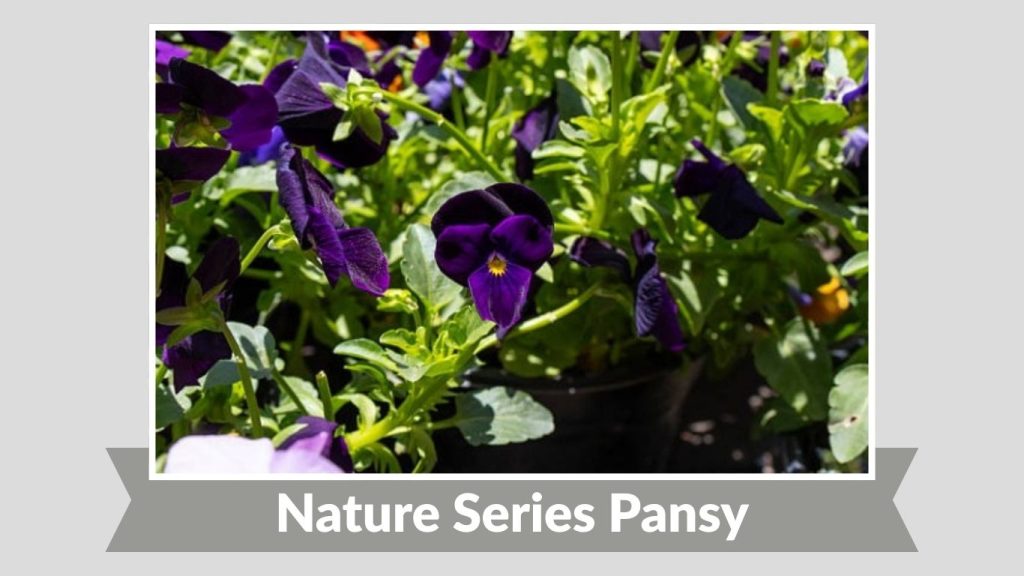 Nature Series Pansy