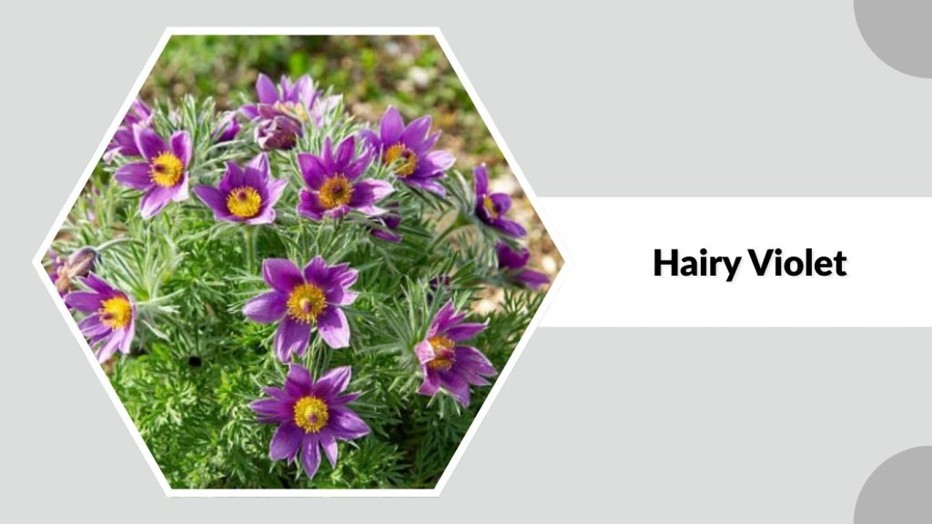Hairy Violet
