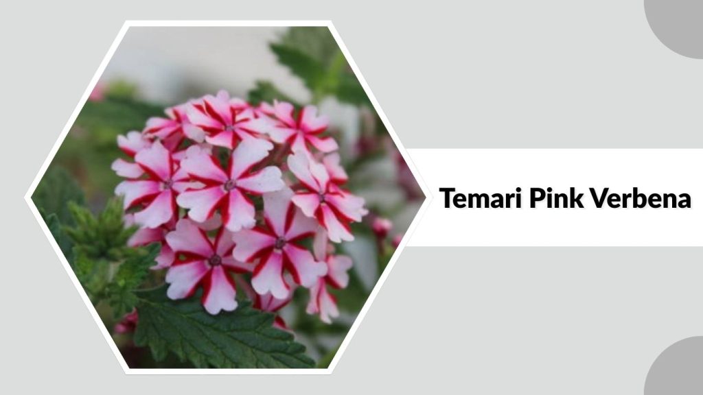 Temari Pink Verbena