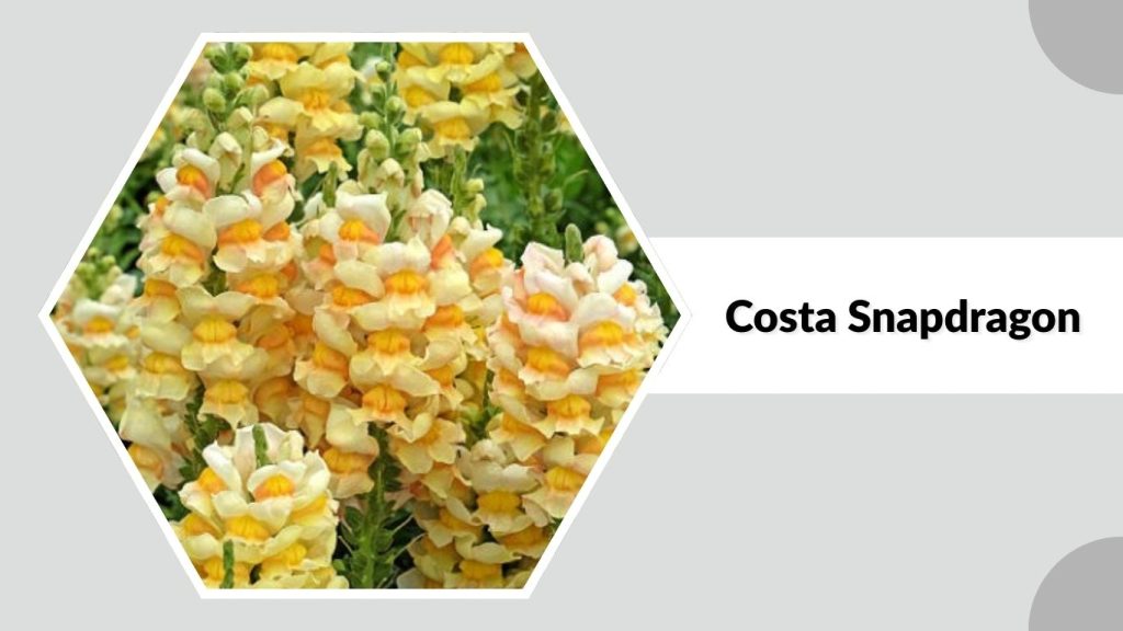 Costa Snapdragon
