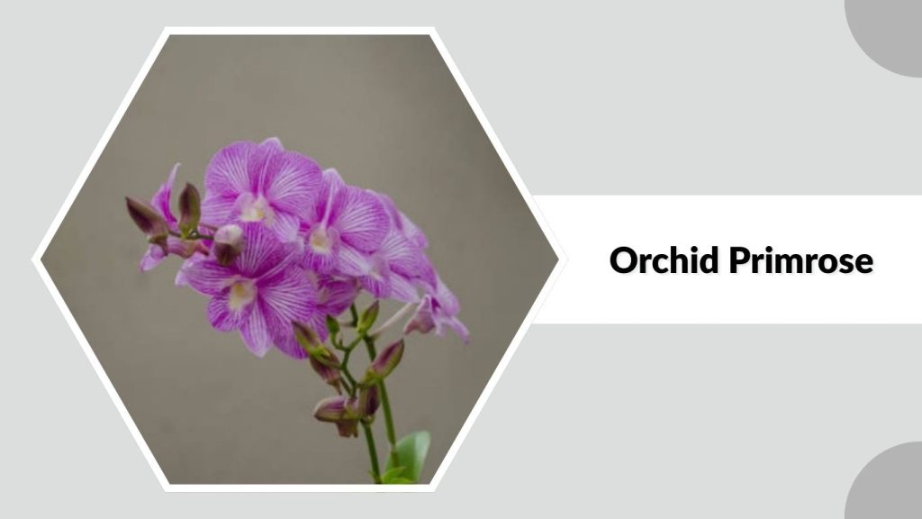 Orchid Primrose