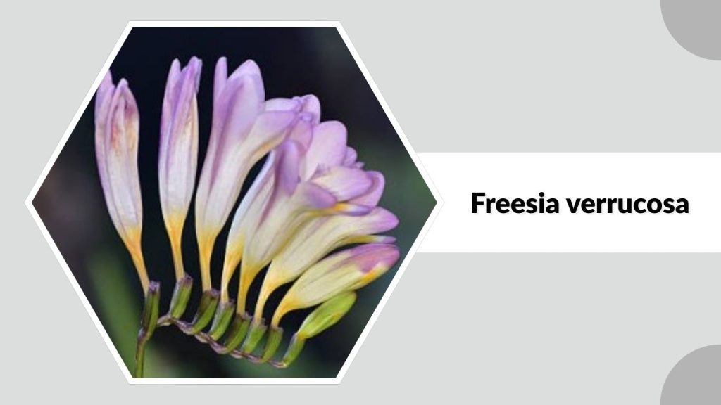  Freesia verrucosa