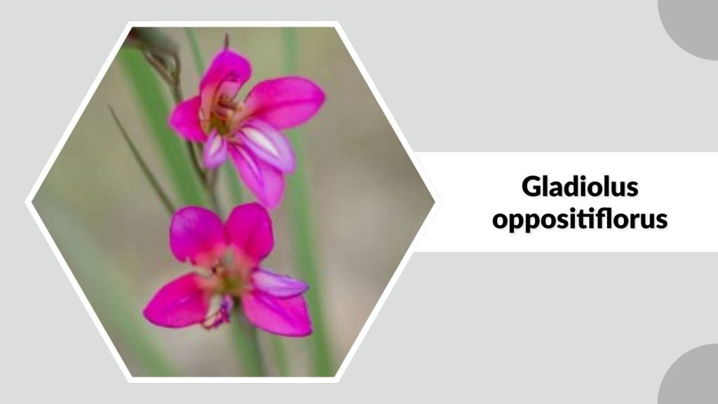 Gladiolus oppositiflorus