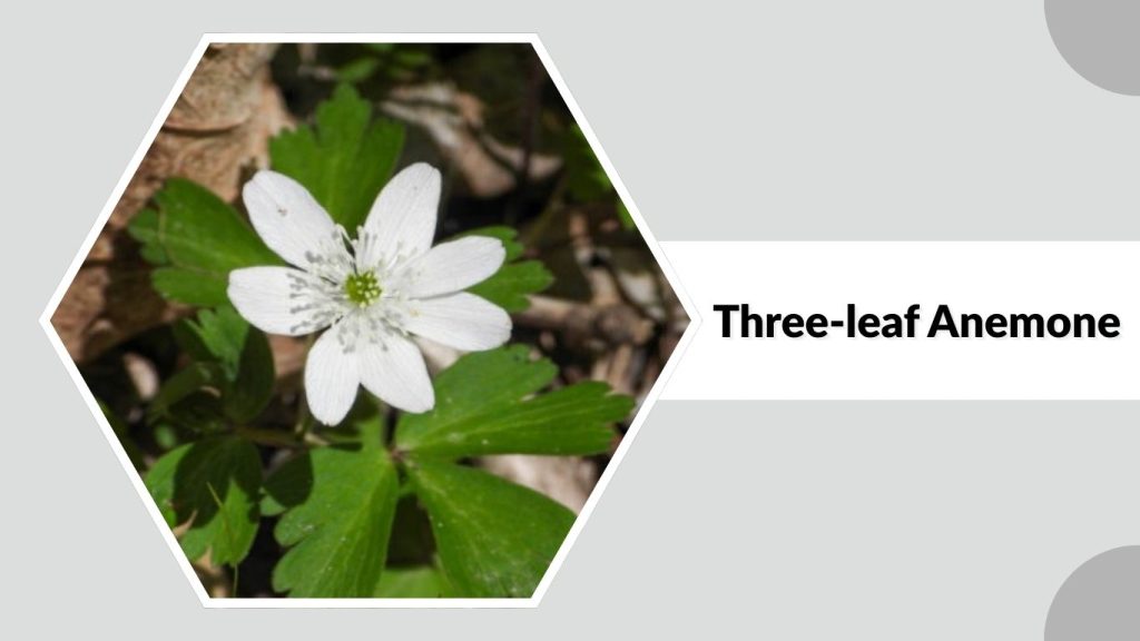 Three-leaf Anemone