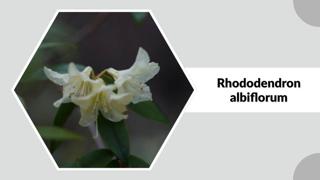 Rhododendron albiflorum