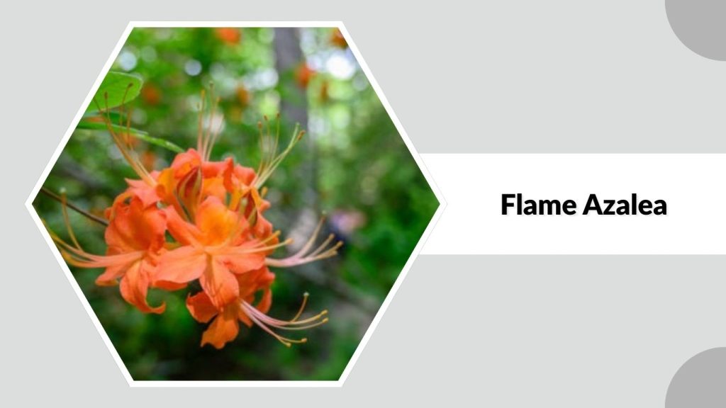 Flame Azalea