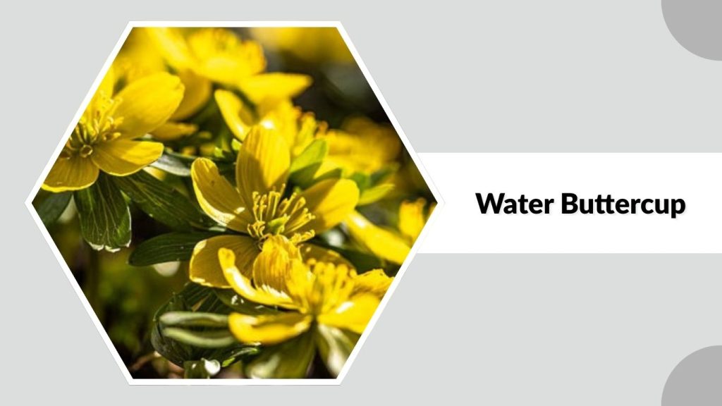 Water Buttercup