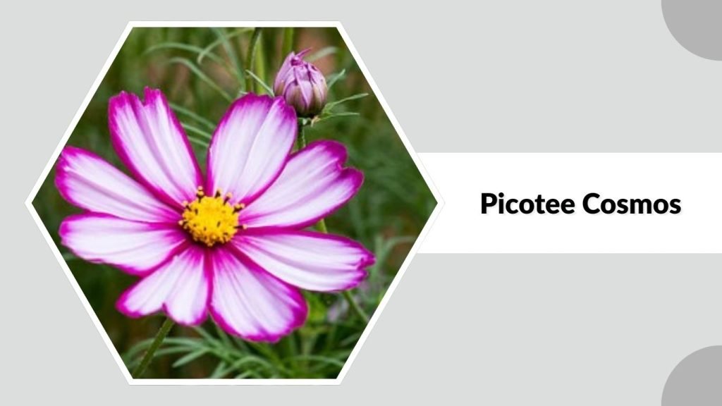 Picotee Cosmos