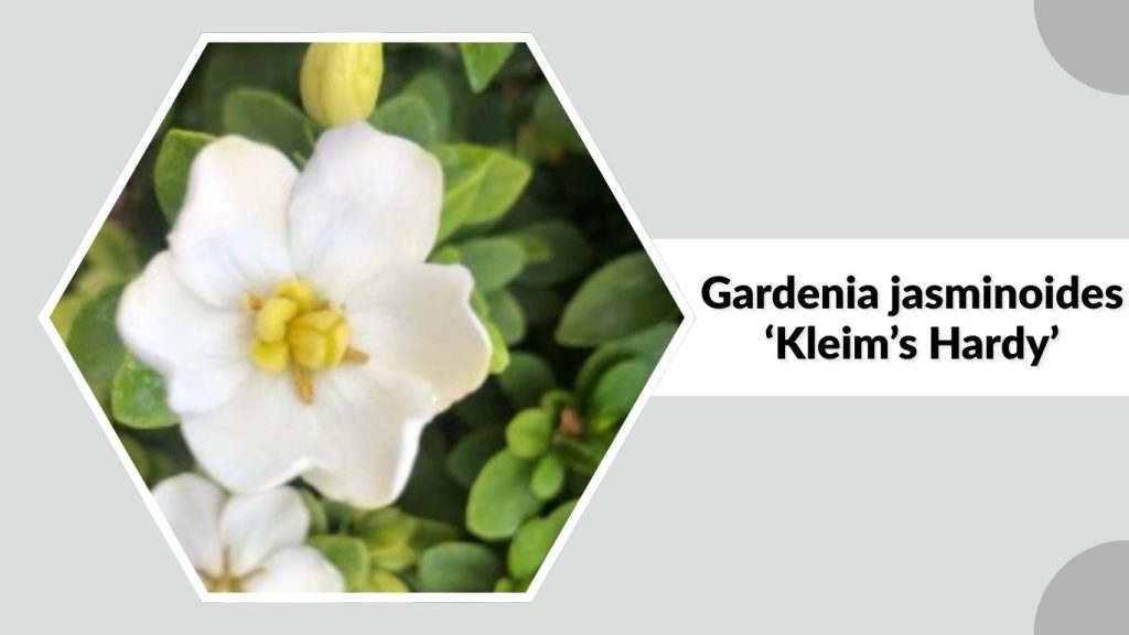 Gardenia jasminoides ‘Kleim’s Hardy’