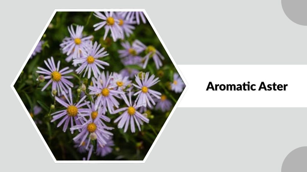 Aromatic Aster