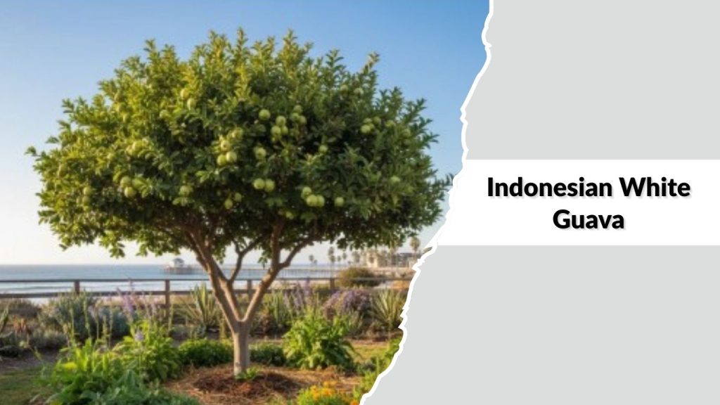 Indonesian White Guava