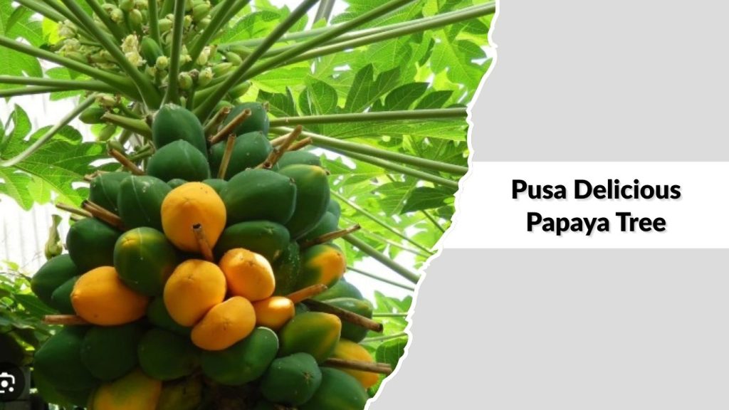 Pusa Delicious Papaya Tree